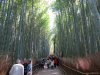 Bamboo Groves @ Arashiyama