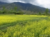 Pahalgam, Kashmir